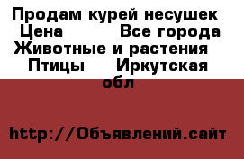 Продам курей несушек › Цена ­ 350 - Все города Животные и растения » Птицы   . Иркутская обл.